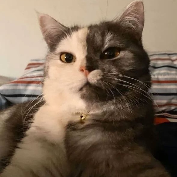 Meet your Posher, Thi ngoc ly - Picture 1 of 1